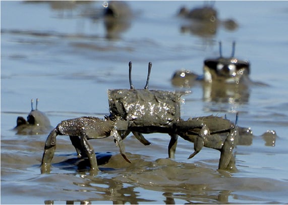 肥前鹿島干潟に住む生き物